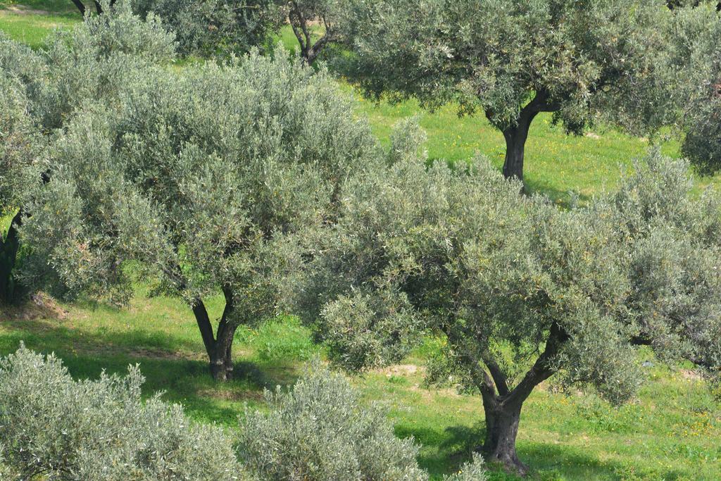 Agriturismo Torre Del Golfo Cropani Εξωτερικό φωτογραφία